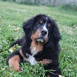 Nocleg ze śniadaniem Fontanelle Alviano