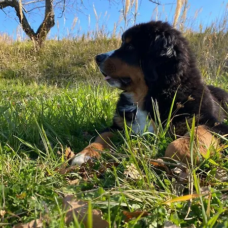 Fontanelle Bed & Breakfast