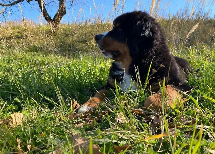 Fontanelle Bed & Breakfast