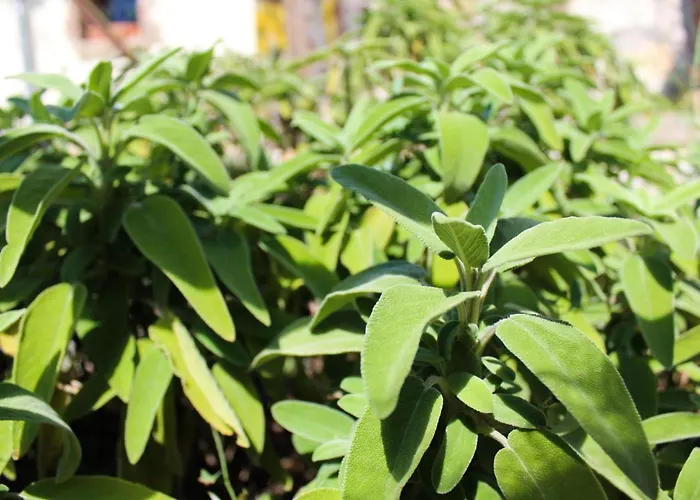 Fontanelle Bed & Breakfast Alviano