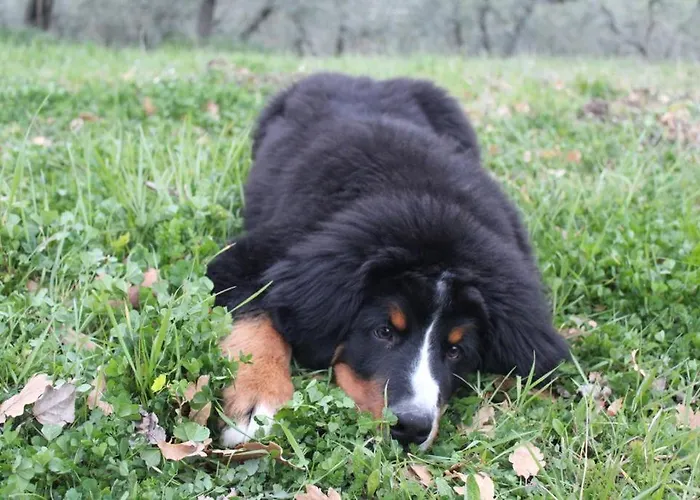 Fontanelle Bed & Breakfast 3*