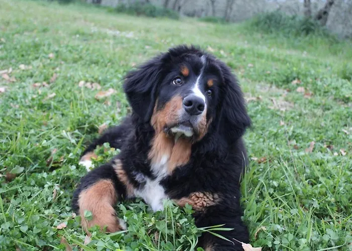 Bed & Breakfast Fontanelle Alviano